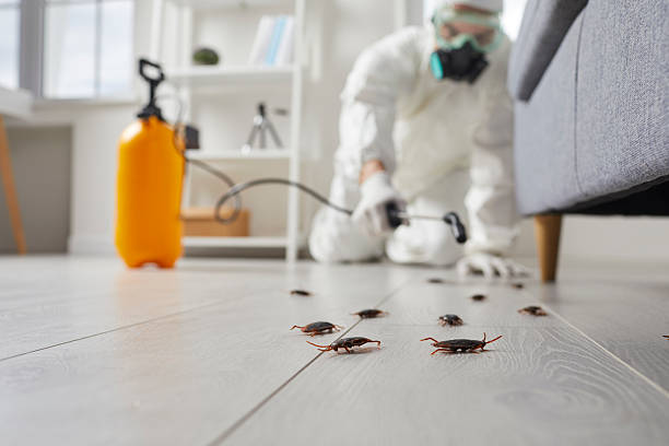 Post-Treatment Bed Bug Interceptor Monitoring in Booneville